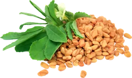 Fenugreek