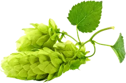 Hops